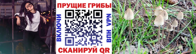 закладки  Видное  Псилоцибиновые грибы мицелий 